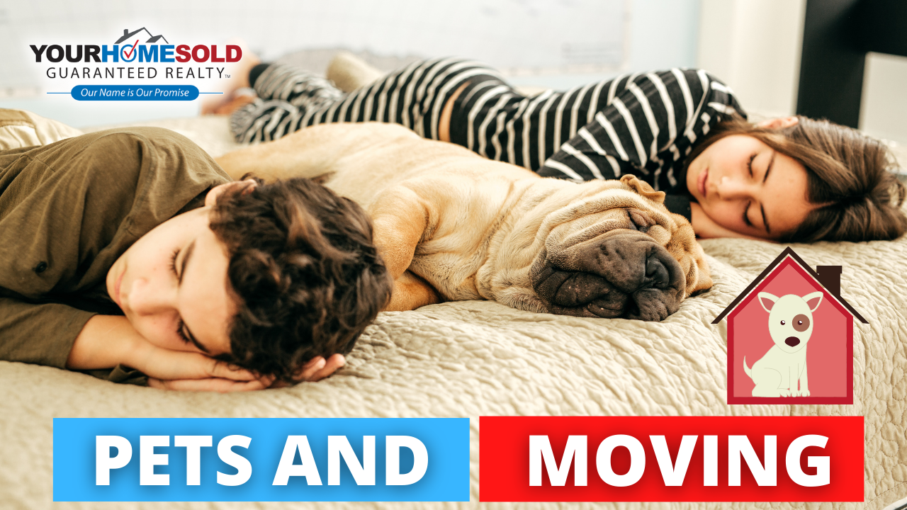 Tips to Make Your Pets More Comfortable During Your Move